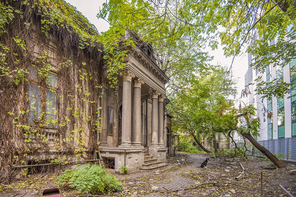 A stray dog sits under a tree, in front of the columned portico on an old building covered in creeping ivy