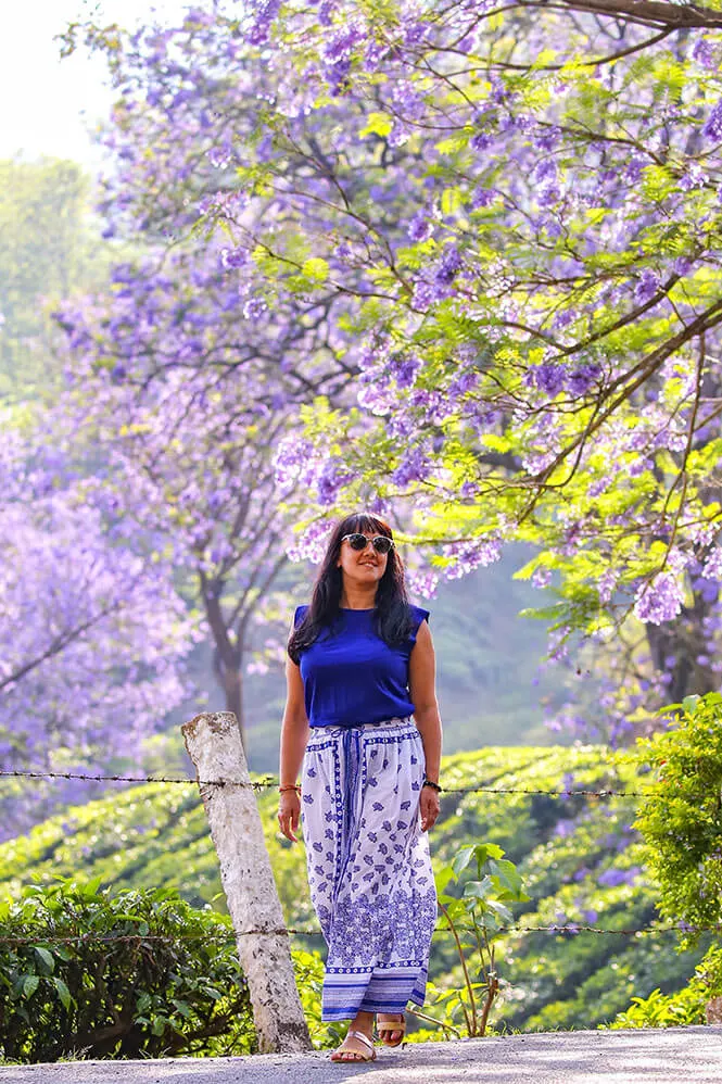 Walking on the road with with a background of tea plantations and jacaranda trees in bloom, Munnar in Kerala #munnar #kerala #india