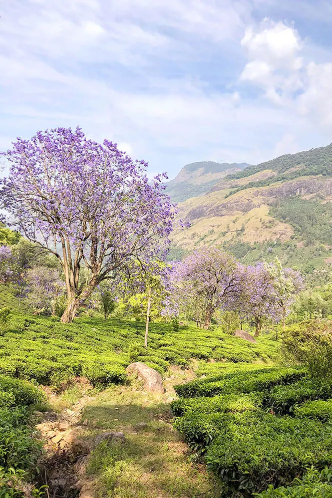 Landscape of tea plantations and jacaranda trees in bloom in Munnar, Kerala - #munnar #kerala #india