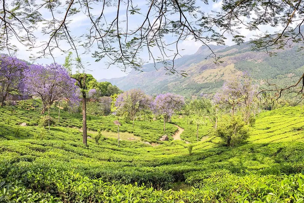 Vagavurai Tea Plantation with jacaranda trees in bloom in Munnar, Kerala - #munnar #kerala #india