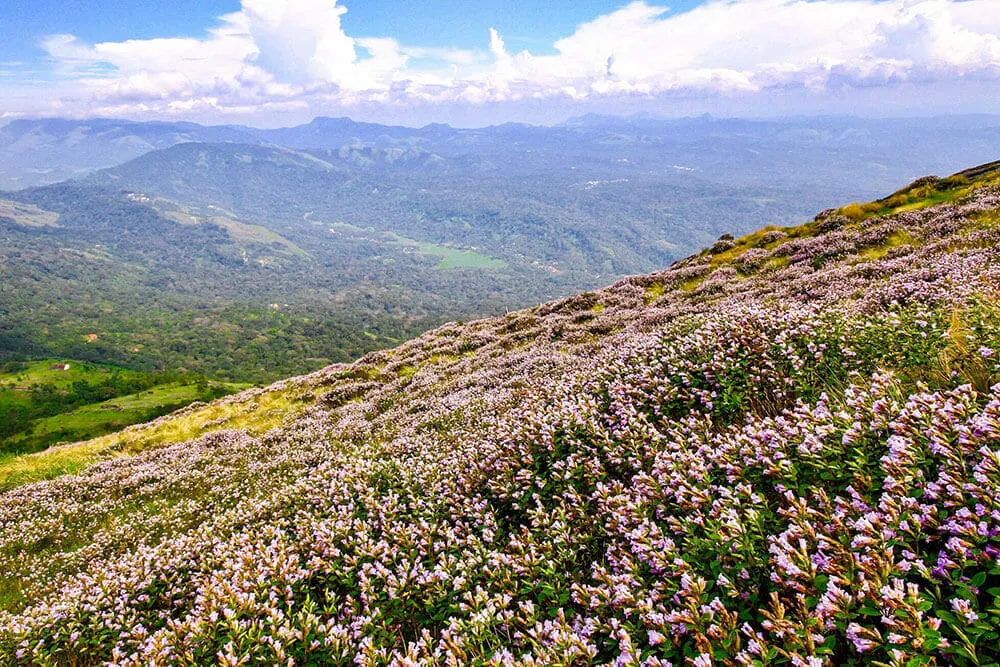 Neelajuirinji in bloom on the hills of Munnar, Kerala - #munnar #kerala #india