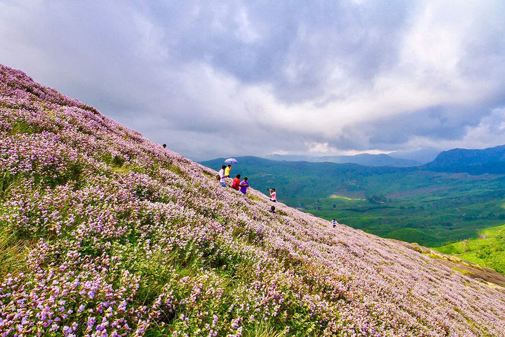Neelakuirinji in bloom in Munnar only happens every 12 years - #munnar #kerala #india