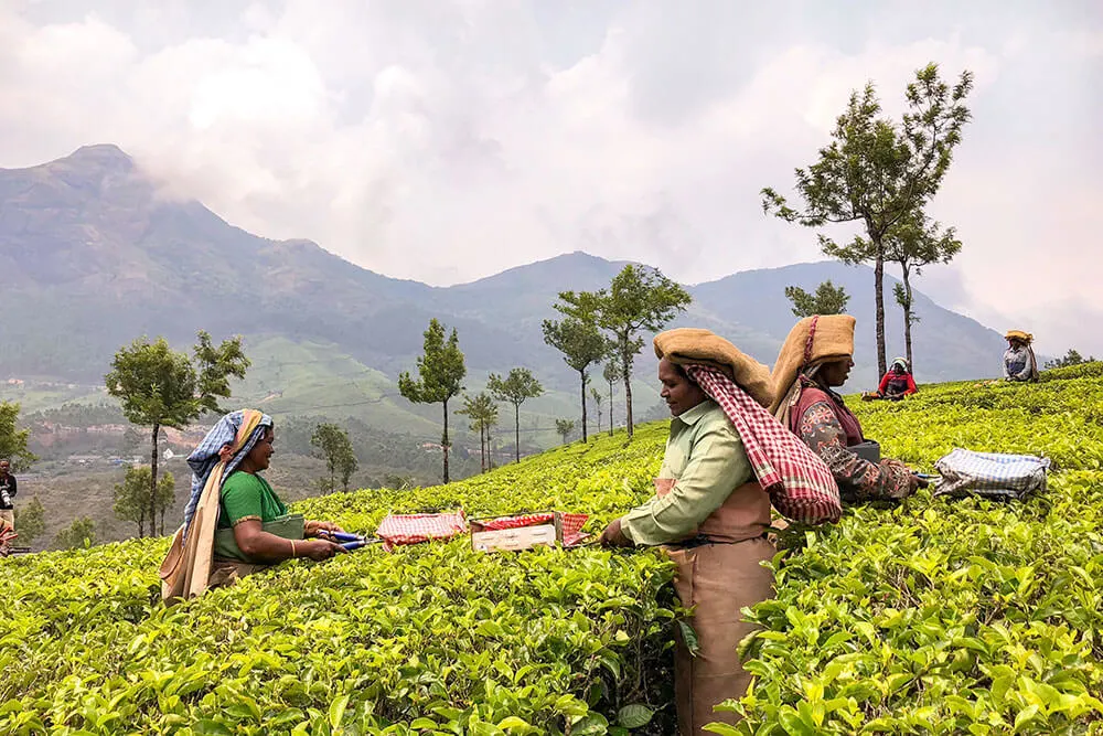 Tea pickers harvesting tea at Lockhart Tea Plantation in Munnar - #munnar #kerala #india