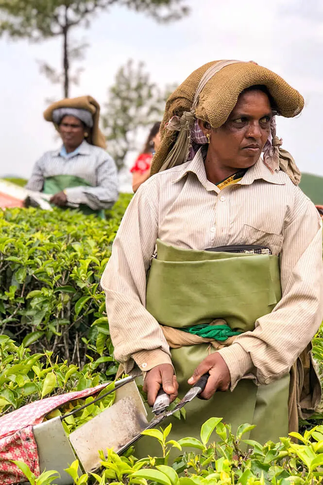 Tea picking lady at Lockhart Tea Plantation in Munnar #munnar #kerala #india