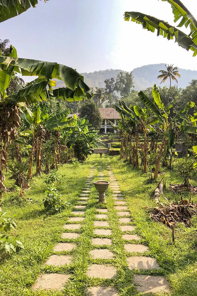 Path going through banana plantation at Windermere River House in Neriamangalam, Kerala - #kerala #india