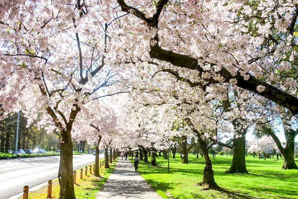 Where To See Cherry Blossoms Around The World