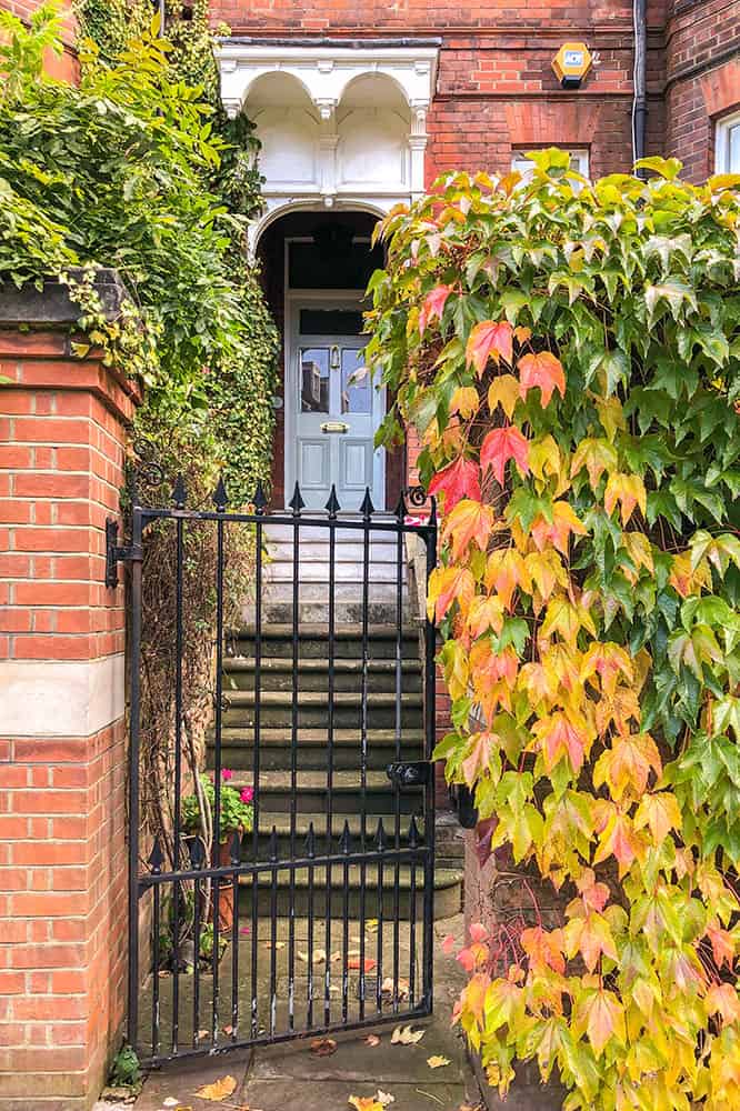 Entrée d'une maison avec des marches montant à la porte d'entrée, avec des murs de jardin recouverts de lierre jaune et vert