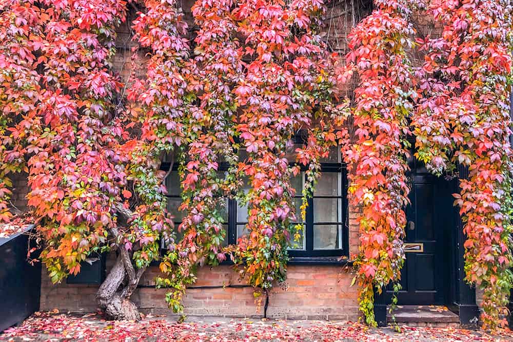 Maison avec porte noire et fenêtres recouvertes de lierre rouge.  L'un des endroits les plus emblématiques pour les couleurs d'automne à Londres
