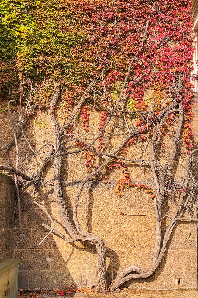 Vigne ligneuse épaisse rampant sur un mur de grès avec feuillage vert et rouge sur la partie supérieure