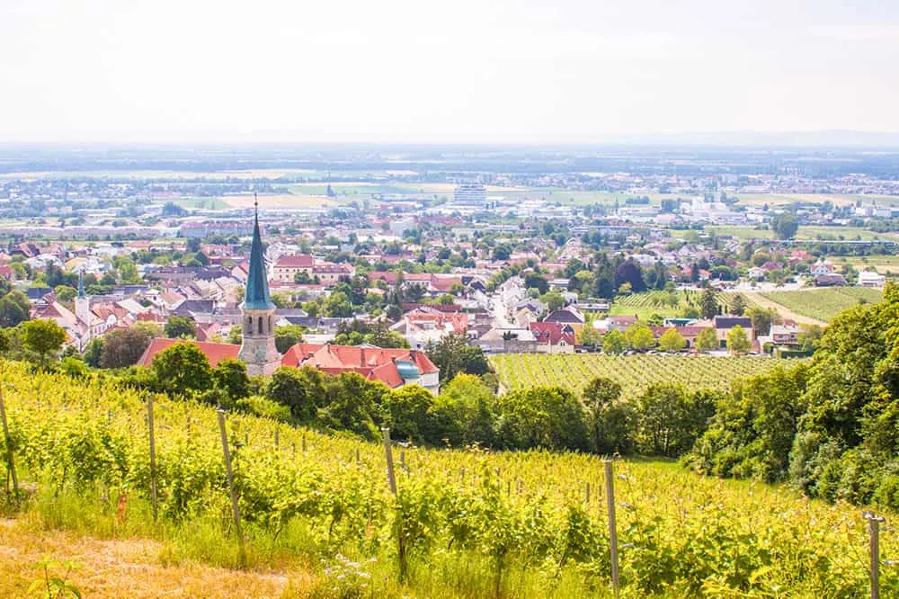 View from the top of a hill of vineyards and Austrian town with a church