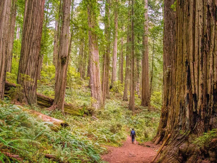 Man walking on a trail in a redwood forest surrounded by giant redwoods. Del Norte Coast SP is one of the best California state parks to see redwoods