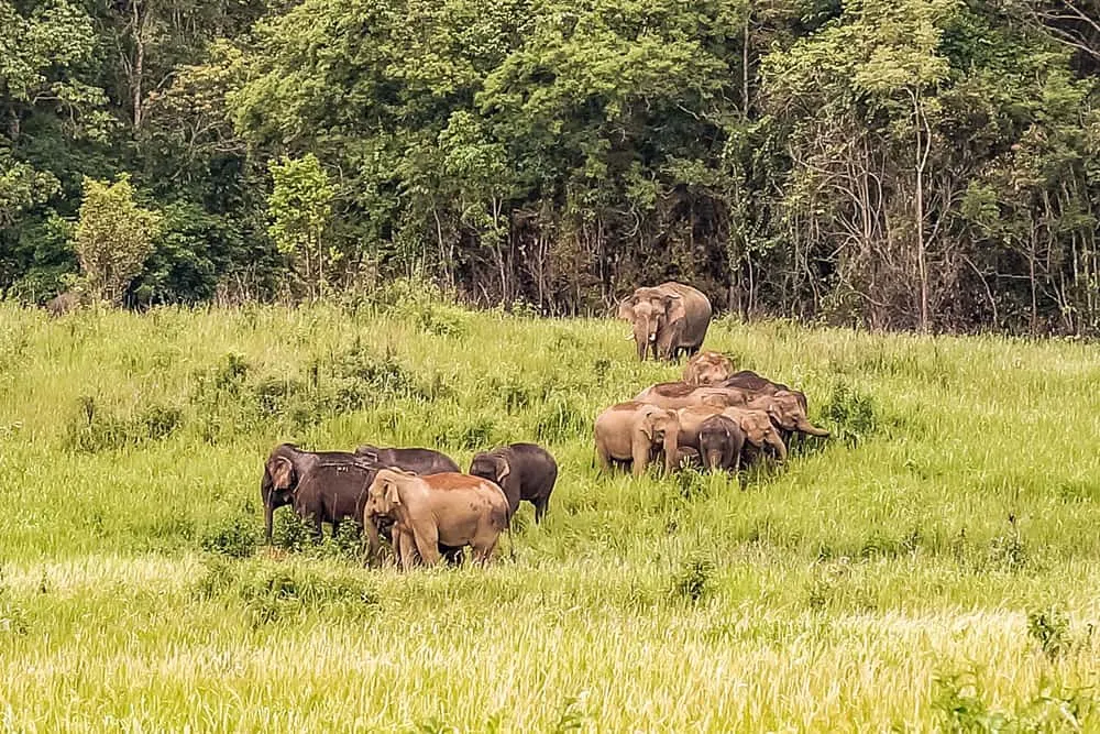 Wild elephants grazing in Khao Yai National Park, one of the top Khao Yai attractions for wildlife lovers