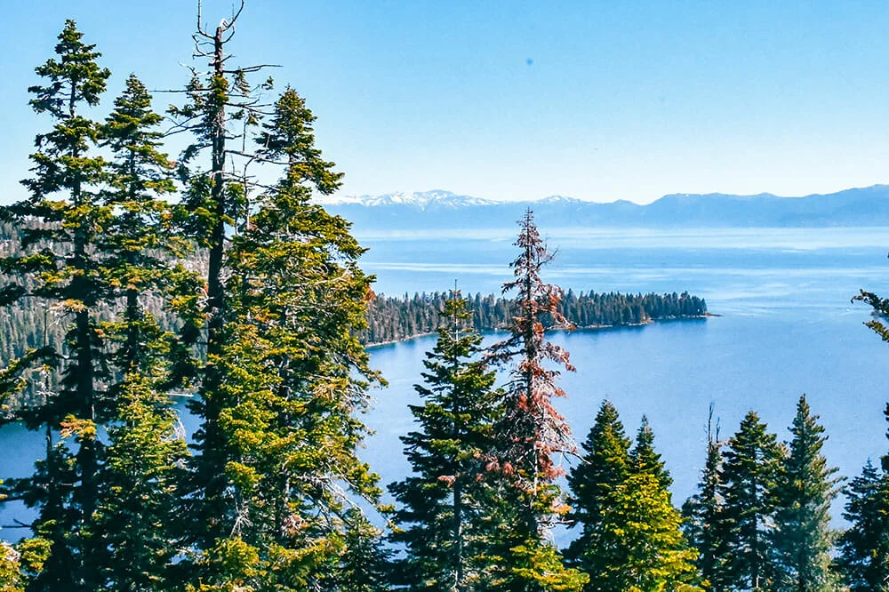 View of Lake Tahoe over the tall redwood trees.