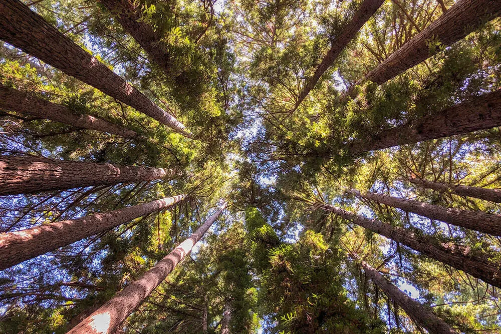 Looking up in the middle of a forest of really tall redwood trees. Henry Cowell is one of the best California state parks to see the redwoods