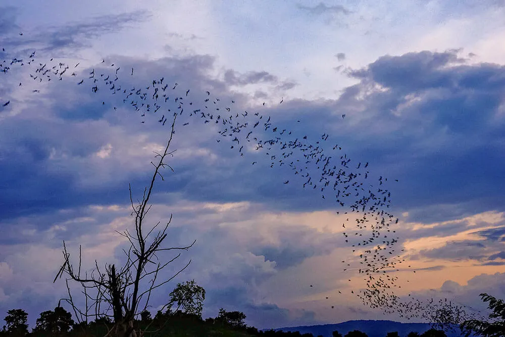 Millions of bats leaving Khao Luk Chang Cave at dusk, one of the most memorable Khao Yai attractions