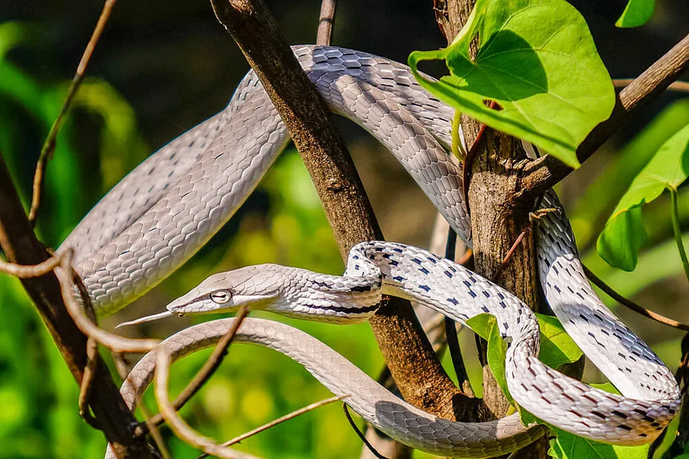 A pale viper spotted in Khao Yai National Park, home to some of Thailand's best wildlife attractions