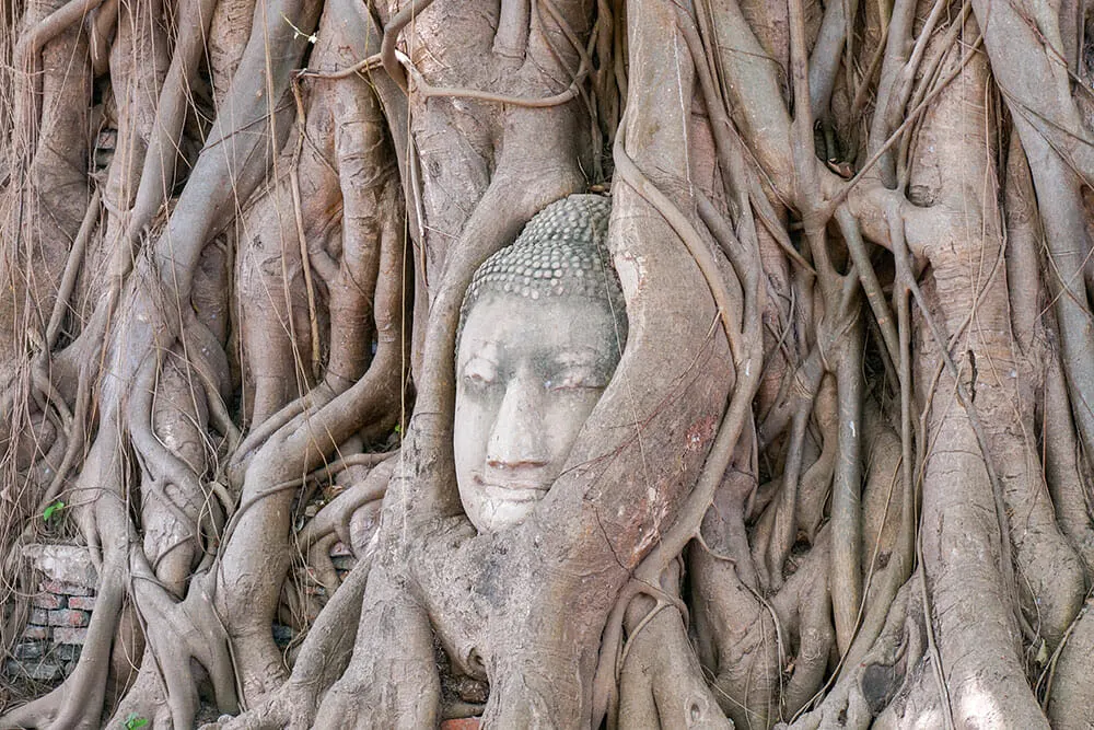 Stone Buddha head in tree roots at Wat Phra Mahathat, Ayutthaya, one of Thailand's most photographed sites
