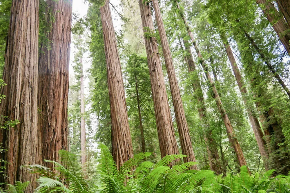 Forest of redwood trees looking up slightly with ferns on the ground 