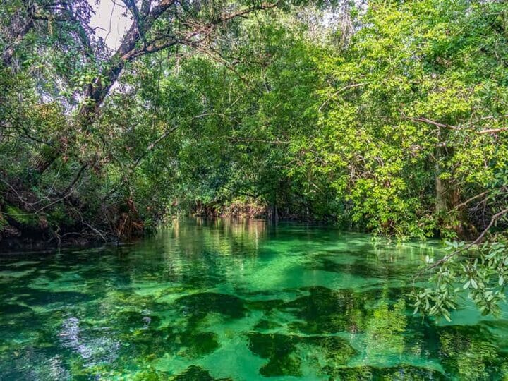 River with clear emerald green waters with lush vegetation hanging over from the banks