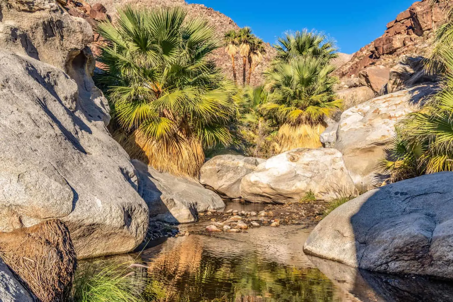 Palm trees and flowing freshwater in an arid rocky landscape. The Borrego Palm Canyon Trail is one of the best hikes in Southern California for families