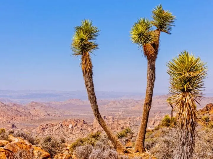View of a rocky desert from the top of a rocky hill with two Joshua trees