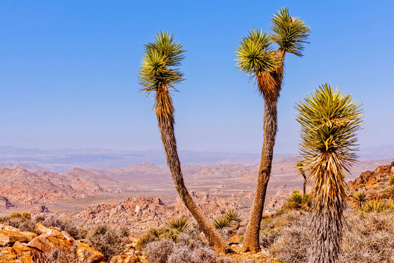 View of a rocky desert from the top of a rocky hill with two Joshua trees