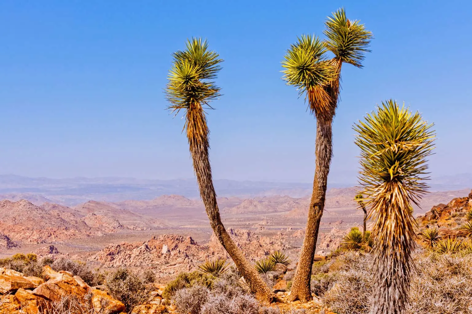 View of a rocky desert from the top of a rocky hill with two Joshua trees