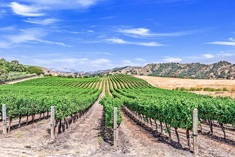 Vineyard field with rows of vines with mountains in the background
