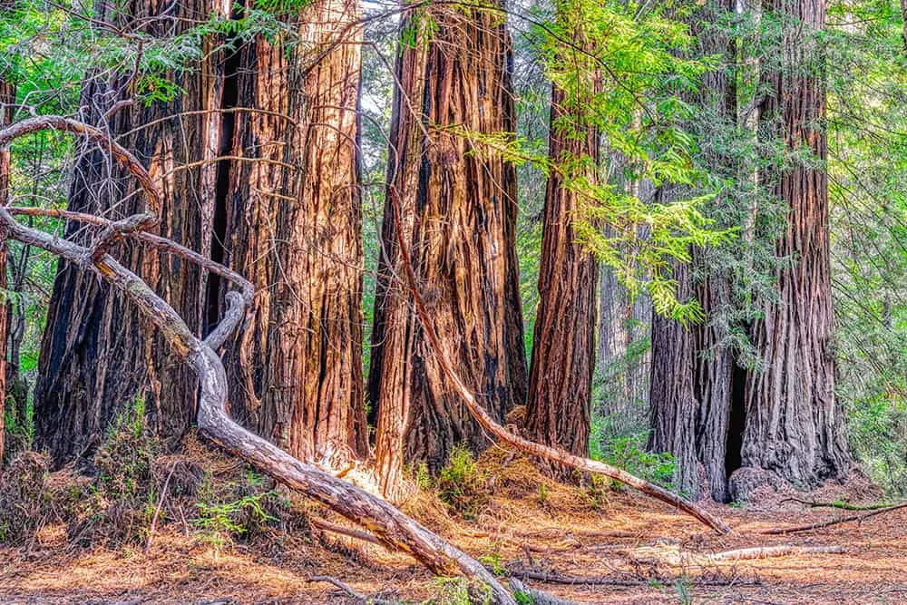 Cluster of redwood trees in the woods. Some of the best hikes in Santa Cruz can be found in Big Basin State Park