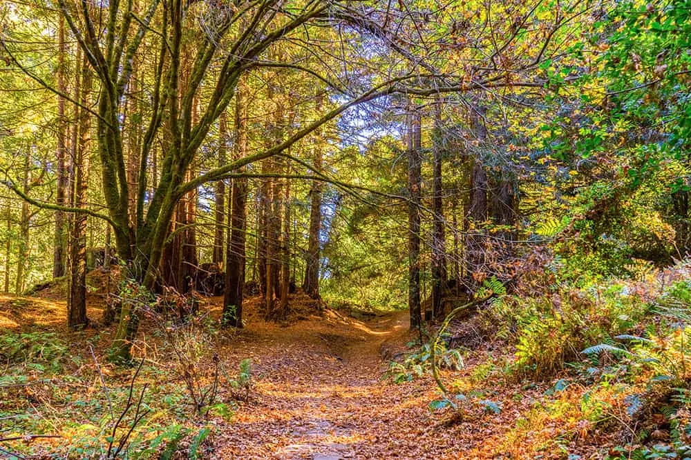 Path going into a thick wooded area in the autumn, with fallen leaves on the ground