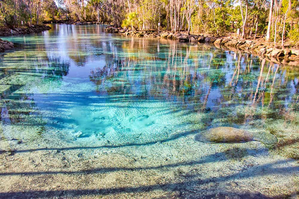 Crystal clear lagoon with a manatee floating around with trees around the edge of the lagoon