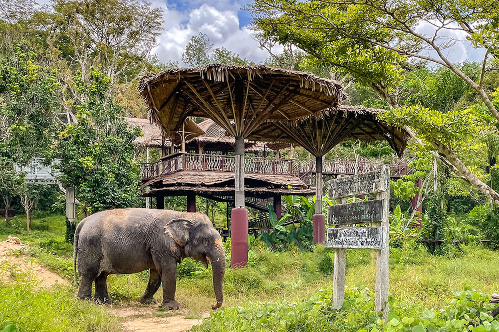 elephant sanctuaries in Phuket