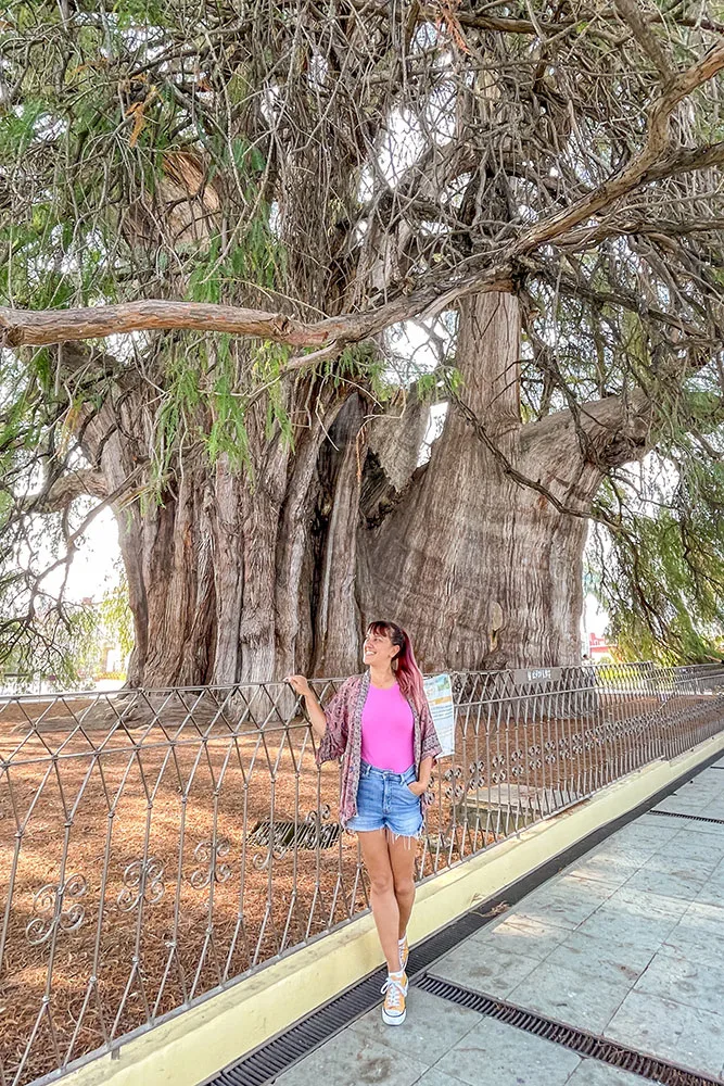 Person in pink top and shorts standing on street next to metal fence with large Montezuma cypress tree in center of brown field. 
