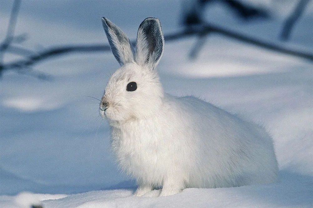A white bunny sitting on snow covered field with views of blurry twigs at the back.