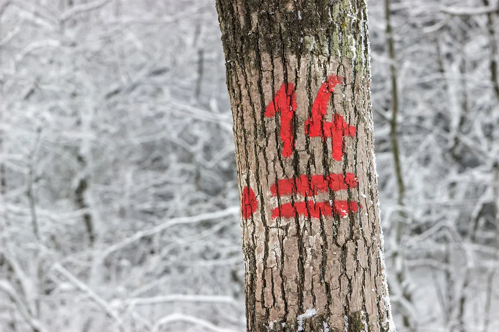 A red marked paint of number 14 on a trunk for hiking trails with snow covered trees in the back.