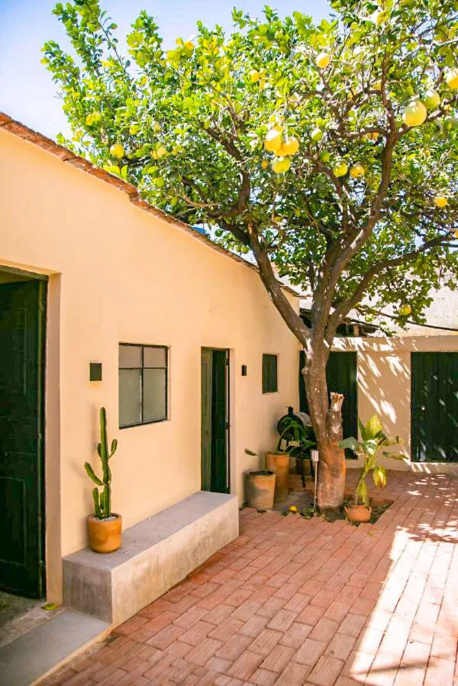 A bricked floored space with a large fruit tree and potted plants surrounded by clear walled building with doors and windows under bright skies