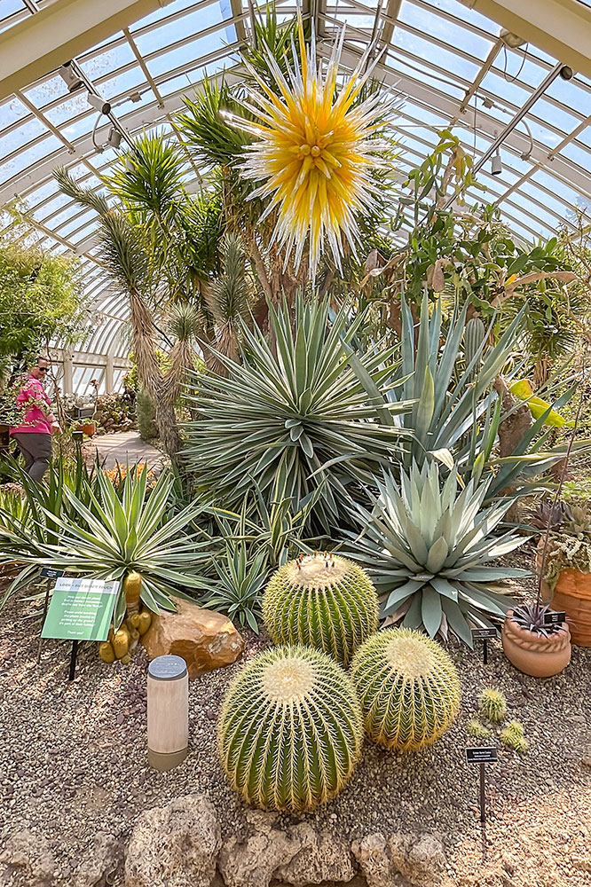 A display of various cactus plans inside the a green house of the Phipps Conservatory and Botanical Gardens in Pittsburgh
