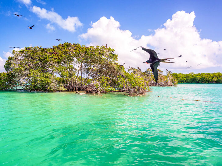 Several Frigatebirds flying over the clear blue waters, with mangroves in the background, can be seen under bright blue skies with some white clouds.